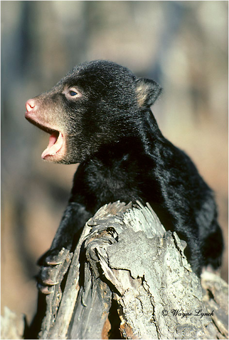 Black Bear 108 by Wayne Lynch