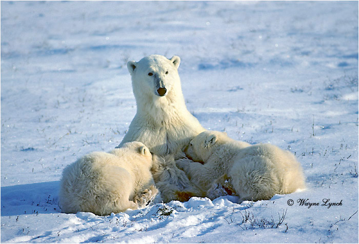 Polar Bear 127 by Wayne Lynch �