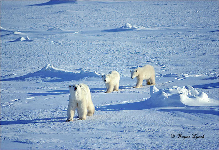 Polar Bear 132 by Wayne Lynch &copy;
