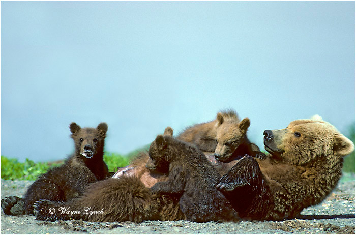 Brown Bear 105 by Wayne Lynch &copy;