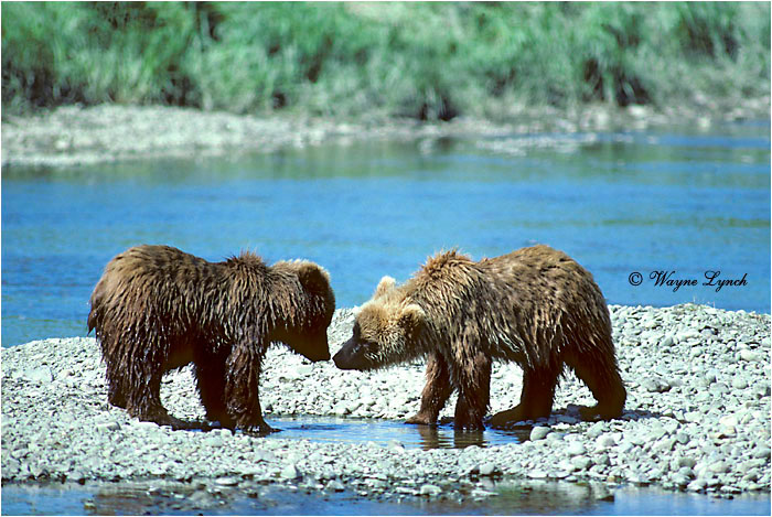 Brown Bear 104 by Wayne Lynch &copy;