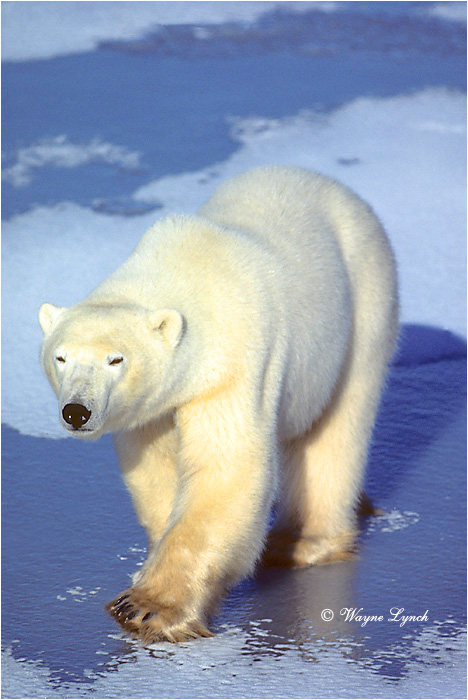 Polar Bear 115 by Wayne Lynch &copy;