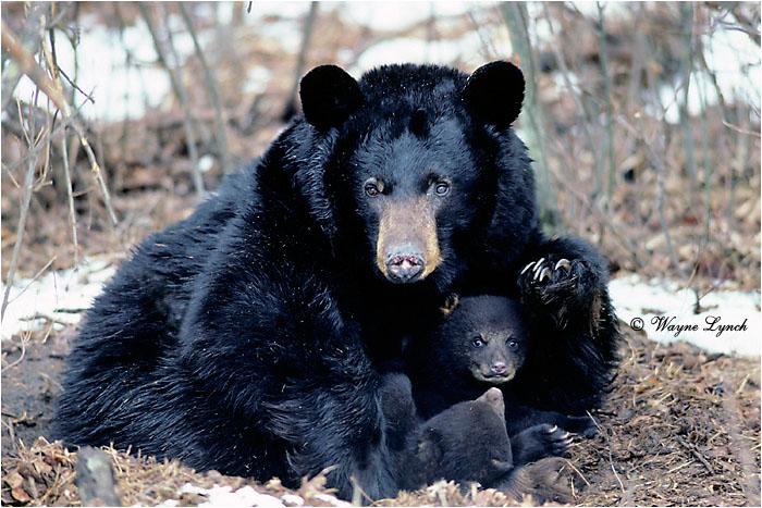 Black Bear 110 by Wayne Lynch &copy;
