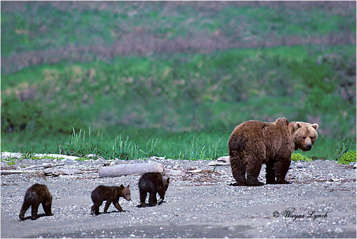 Brown Bear 101 by Wayne Lynch 