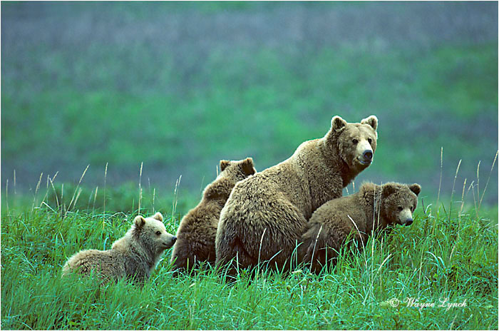Brown Bear 106 by Wayne Lynch &copy;