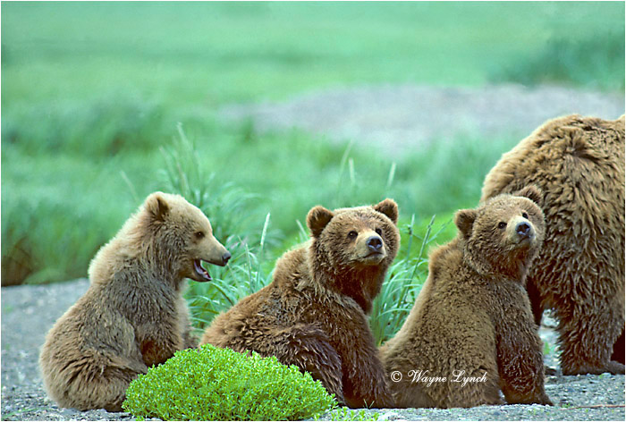 Brown Bear 109 by Wayne Lynch &copy;
