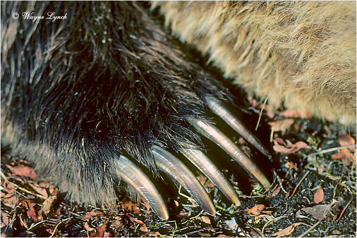 Brown Bear 121 by Wayne Lynch &copy;