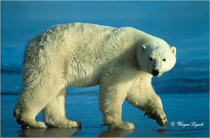 Polar Bear 156 by Wayne Lynch &copy;