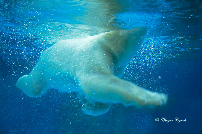 Polar Bear 137 by Wayne Lynch &copy;