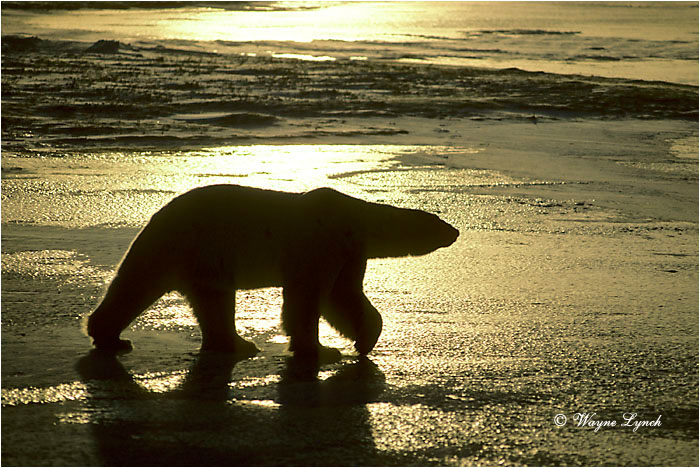 Polar Bear 111 by Wayne Lynch &copy;