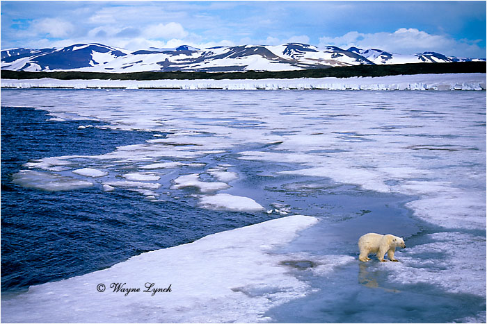 Polar Bear 168 by Dr. Wayne Lynch &copy;