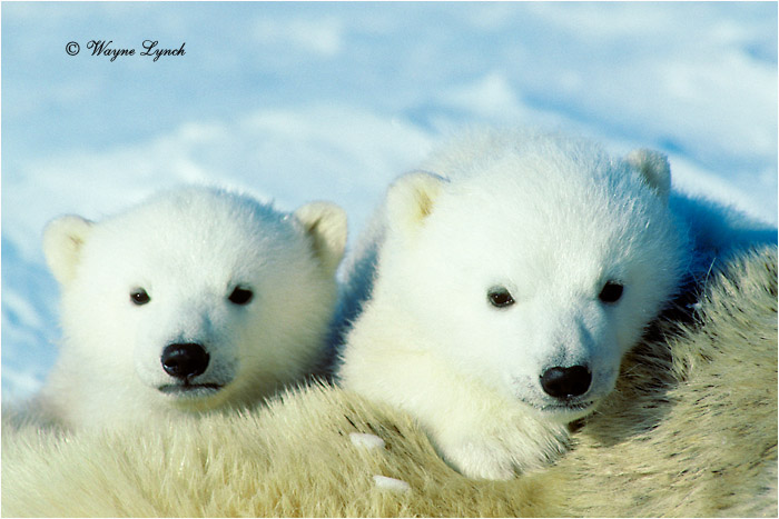 Polar Bear 146 by Dr. Wayne Lynch &copy;