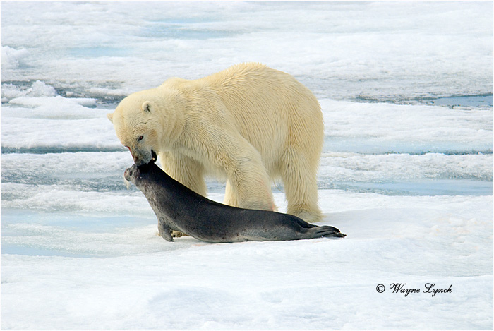 Polar Bear 162 by Dr. Wayne Lynch &copy;
