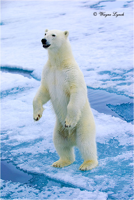 Polar Bear 164 by Dr. Wayne Lynch &copy;
