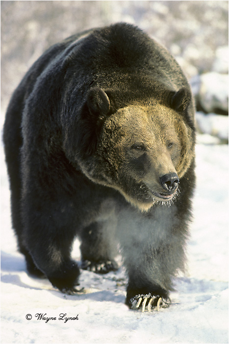 Grizzly Bear 125 by Dr. Wayne Lynch &copy;