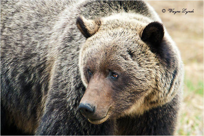 Mountain Grizzly Bear 104 by Dr. Wayne Lynch &copy;