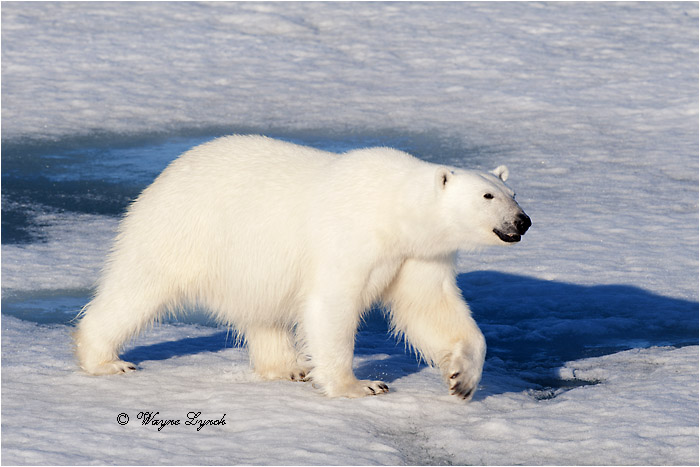 Polar Bear on Pack Ice 209 by Dr. Wayne Lynch &copy;
