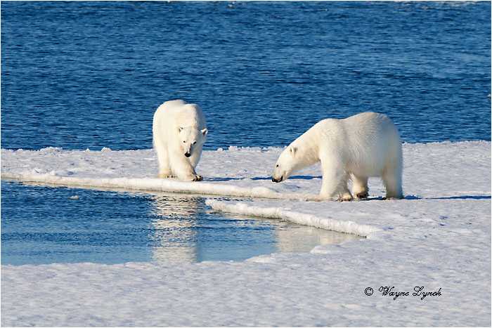 Polar Bears interacting 118 by Dr. Wayne Lynch &copy;