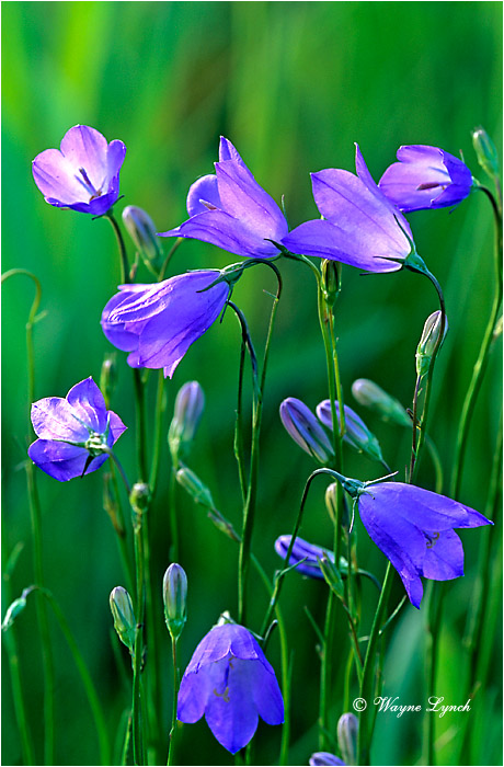 Common Harebell 101 by Wayne Lynch &copy;