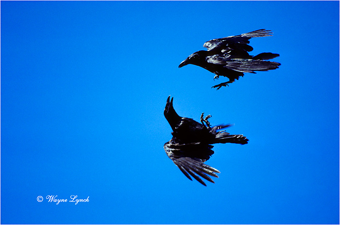 Common Raven 101 by Wayne Lynch &copy;