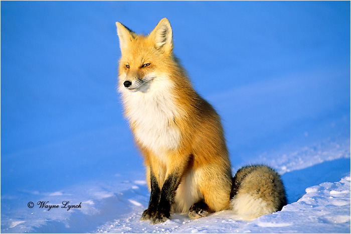 Red Fox 107 by Wayne Lynch &copy;