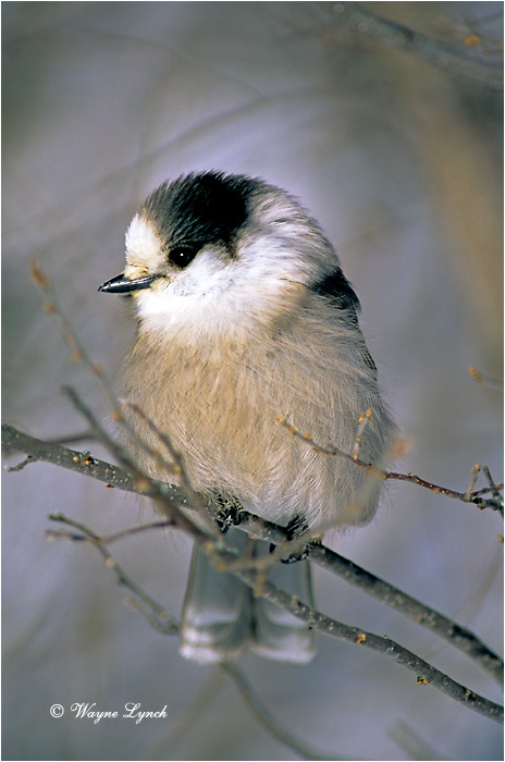 Gray Jay 101 by Wayne Lynch &copy;