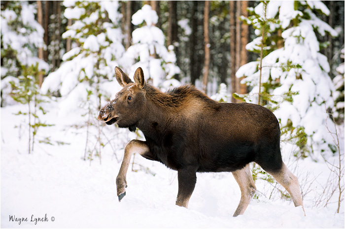 7 Month Old Moose Calfy by Dr. Wayne Lynch &copy;
