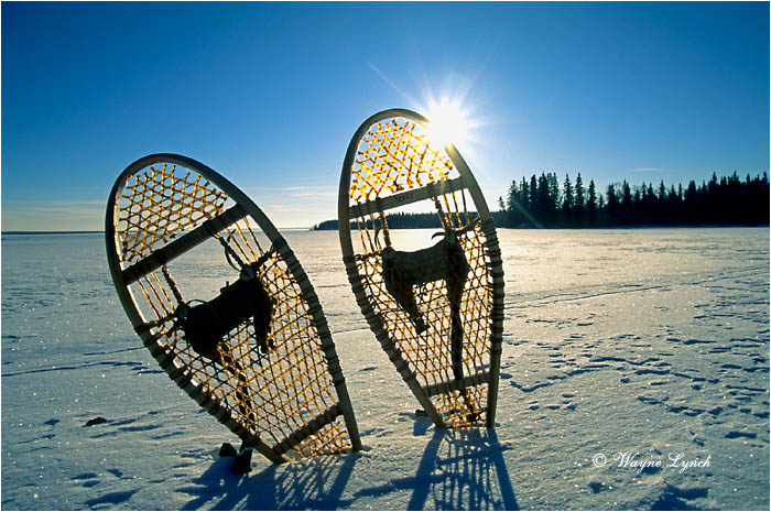 Snowshoes 102 by Wayne Lynch &copy;