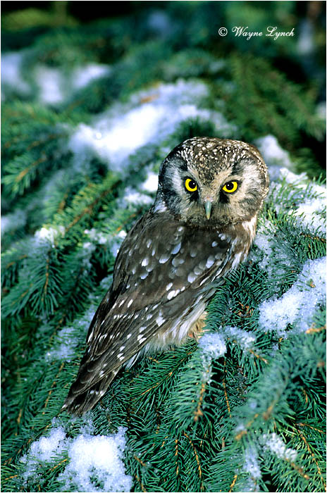 Boreal Owl 101 by Wayne Lynch &copy;