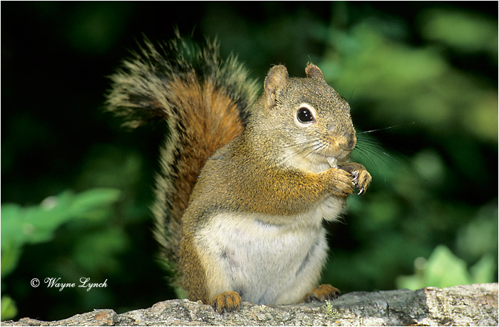 Red Squirrel 101 by Wayne Lynch &copy;