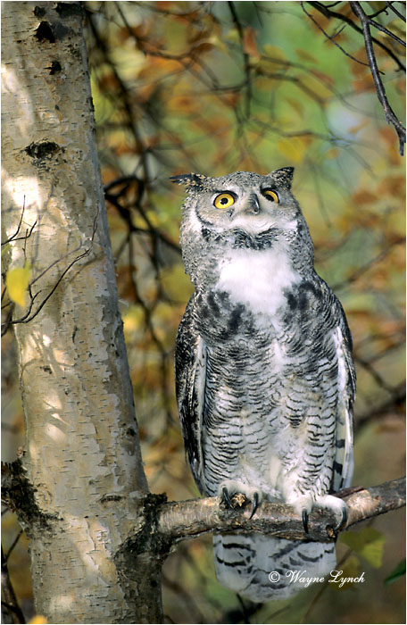Great Horned Owl 113 by Wayne Lynch &copy;