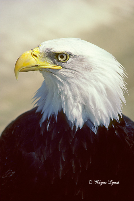 Bald Eagle 103 by Wayne Lynch &copy;