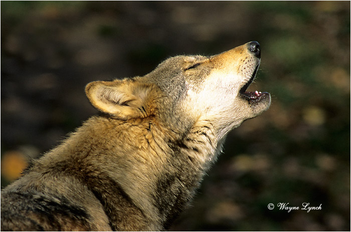 Wolf 105 by Wayne Lynch &copy;