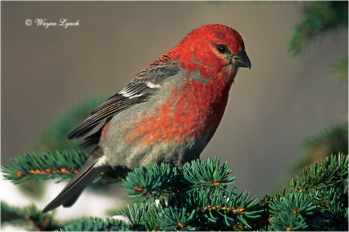 Pine Grosbeak 101 by Wayne Lynch &copy;
