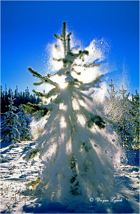Northern Alberta 106 by Wayne Lynch &copy;