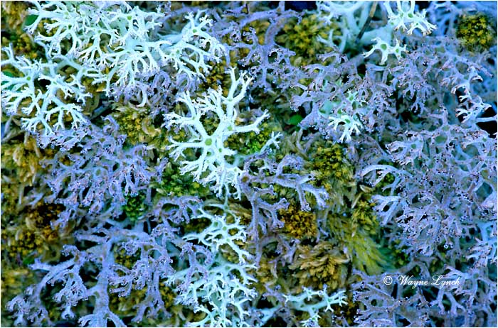 Reindeer Lichen 101 by Wayne Lynch &copy;