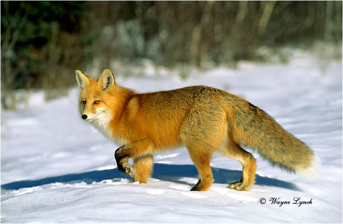 Red Fox 101 by Wayne Lynch &copy;