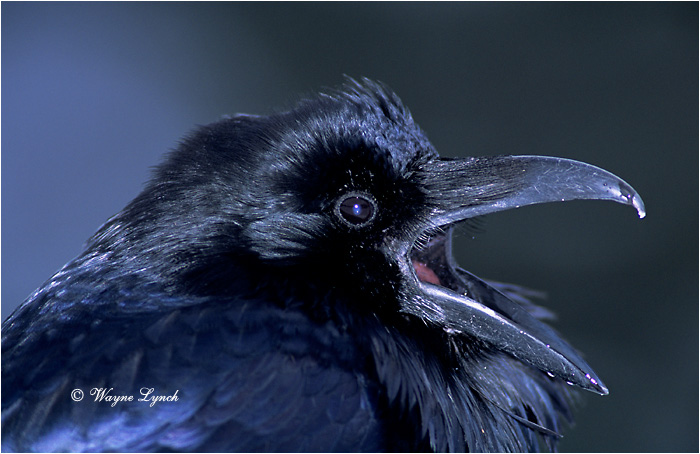 Common Raven 102 by Wayne Lynch &copy;