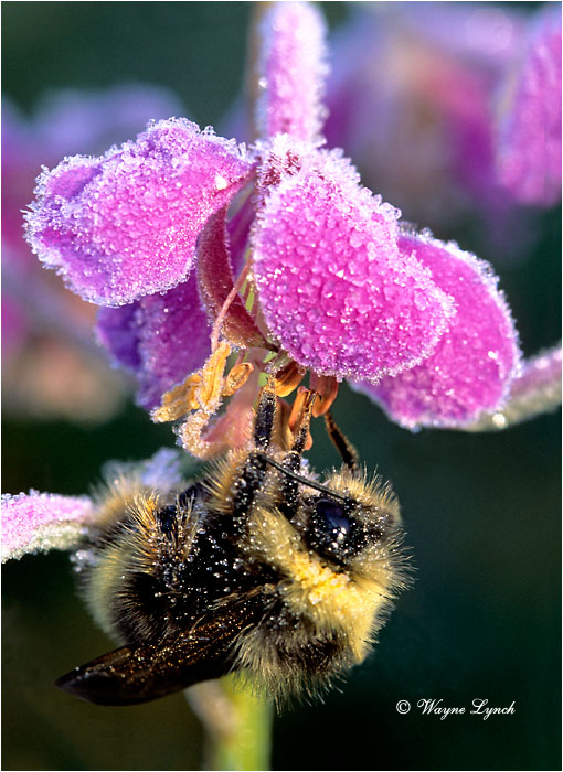 Bumblebee 101 by Wayne Lynch &copy;