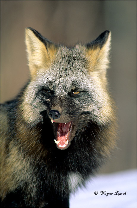Red Fox 104 by Wayne Lynch &copy;