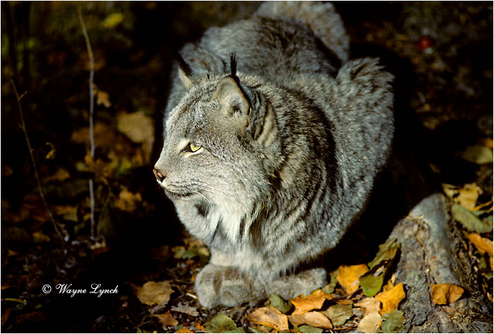 Canada Lynx 102 by Wayne Lynch &copy;