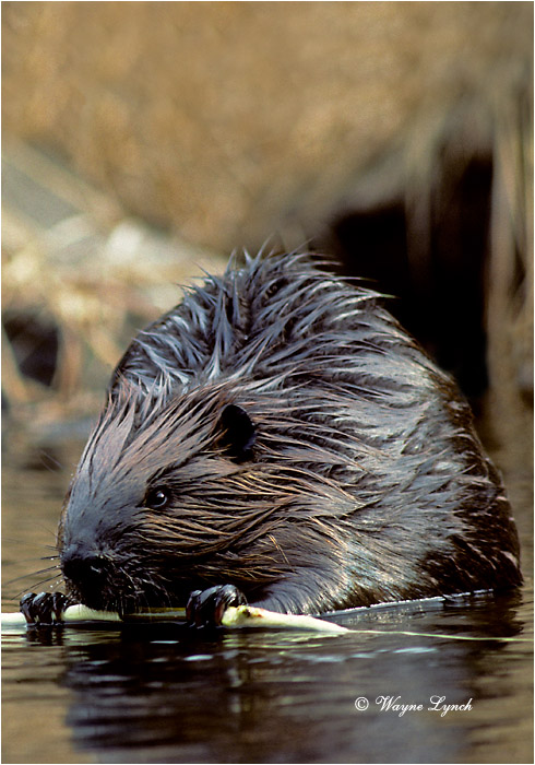 American Beaver 103 by Wayne Lynch &copy;
