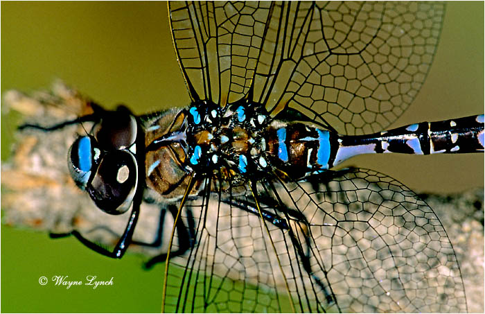 Dragonfly 101 by Wayne Lynch &copy;