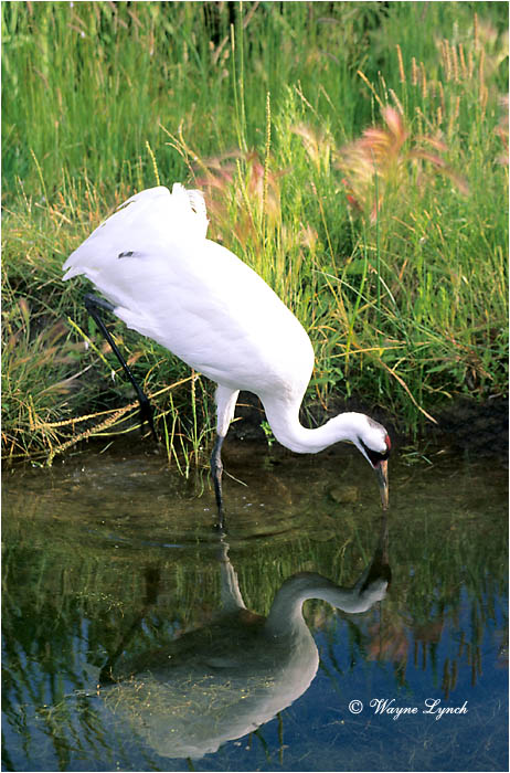 Whooping Crane 102 by Wayne Lynch &copy;