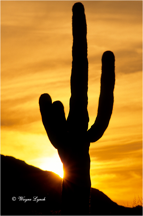 Saguaro Cactus Arizona 101 by Wayne Lynch &copy;