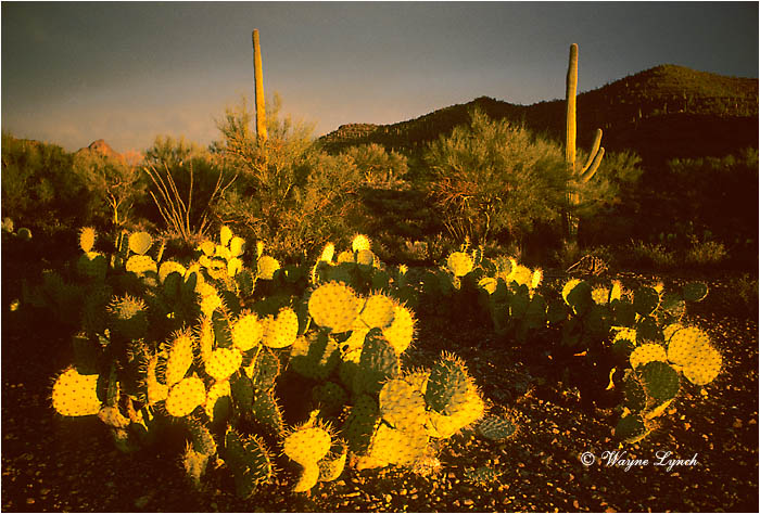 Sonoran Desert Arizona 101 by Wayne Lynch &copy;