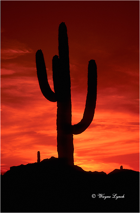 Saguaro Cactus Arizona 102 by Wayne Lynch &copy;