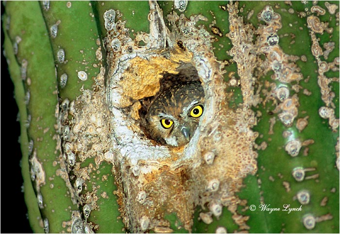 Elf Owl 103 by Wayne Lynch &copy;