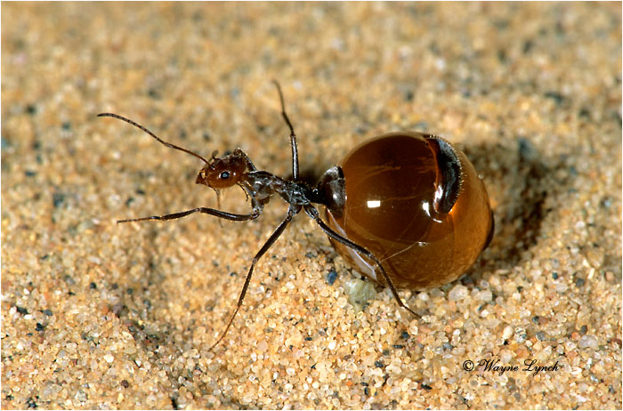 Honey Pot Ant 101 by Wayne Lynch &copy;