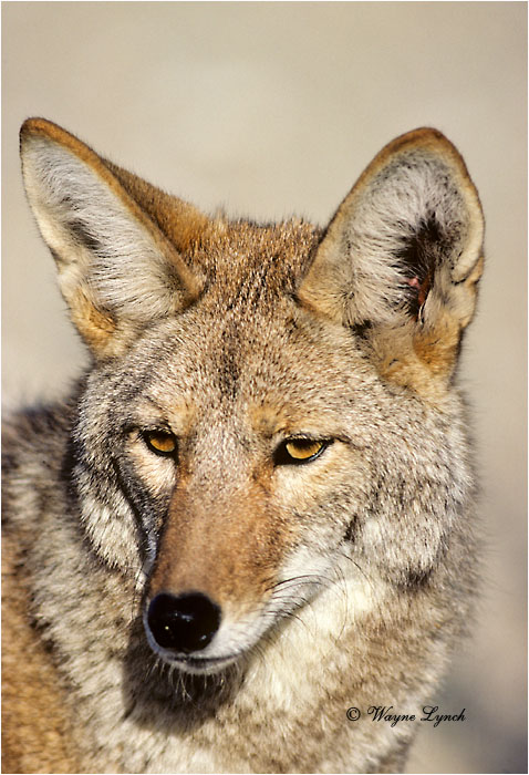 Coyote 101  by Wayne Lynch &copy;